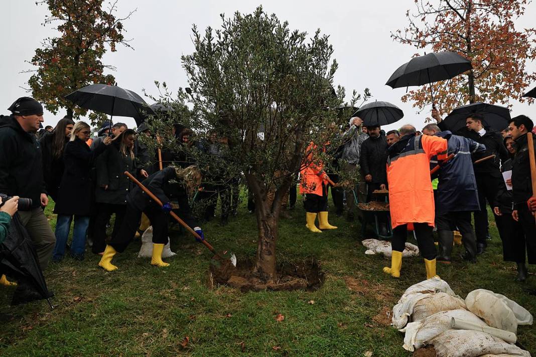 İstanbul'a 1111 'nefes' takviyesi yapıldı! Fıstık çamları ve zeytinler buluştu 13